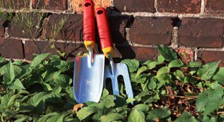 Картинка по теме - как выдрать сорняки