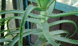 Картинка по теме - как вырастить комнатные цветы