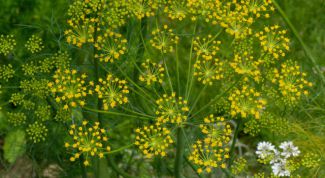 Картинка по теме - как посадить укроп