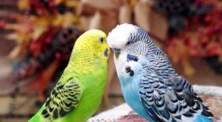 Картинка по теме - как подружить попугаев