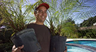 Картинка по теме - как посадить пальму