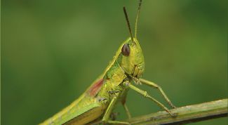 Картинка по теме - как сыграть 