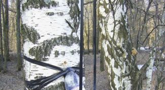 Картинка по теме - как собирать березовый сок