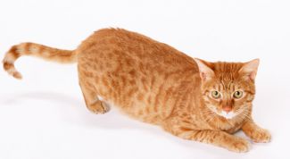 Картинка по теме - как делать внутримышечные уколы кошке