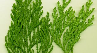 Картинка по теме - как укрывать тую на зиму