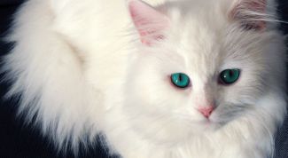 Картинка по теме - как померить температуру кошке