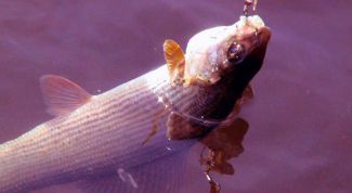 Картинка по теме - как поймать хариуса