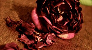 Картинка по теме - как высушить розу