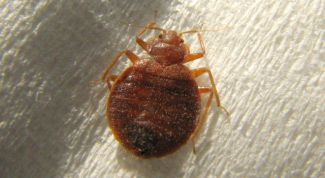 Картинка по теме - как травить клопов