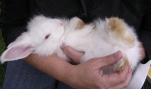 Картинка по теме - как выкормить крольчат