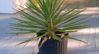 Картинка по теме - как поливать юкку