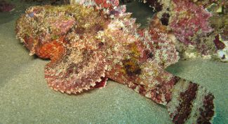 Картинка по теме - как избавиться от рыбы