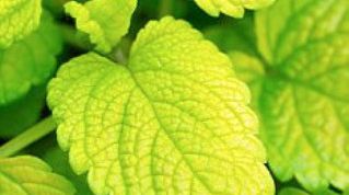 Картинка по теме - как вывести камни из желчного пузыря