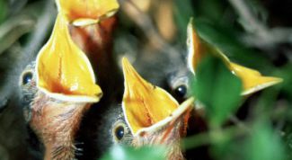 Картинка по теме - как кормить птенцов