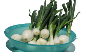 Картинка по теме - как вырастить лук на подоконнике