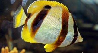 Картинка по теме - как кормить мотылем