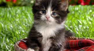 Картинка по теме - как вывести блох у котёнка