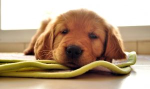 Картинка по теме - как поставить укол собаке