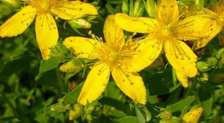 Картинка по теме - как заварить зверобой