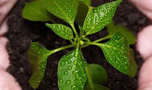 Картинка по теме - как высаживать рассаду