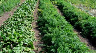 Картинка по теме - как продать дачный участок