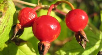 Картинка по теме - как заваривать чай из шиповника