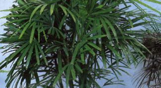 Картинка по теме - как поливать пальму