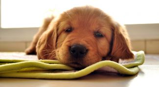 Картинка по теме - как выбрать кличку для собаки