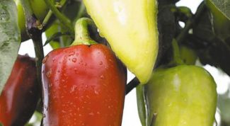 Картинка по теме - как посадить перец на рассаду