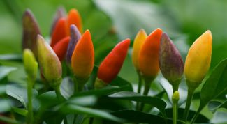 Картинка по теме - как выращивать перец дома