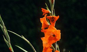 Картинка по теме - как выращивать гладиолус