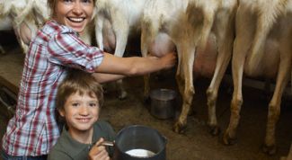 Картинка по теме - как доить козу