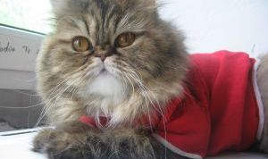 Картинка по теме - как заказать каталог одежды