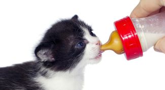 Картинка по теме - как выкормить котёнка