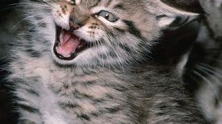 Картинка по теме - как понимать кошачий язык