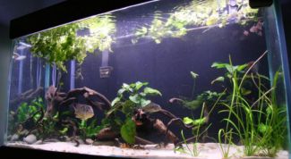 Картинка по теме - как поменять воду в аквариуме