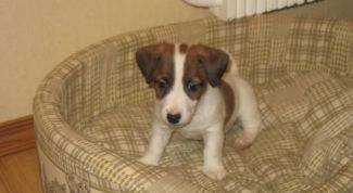 Картинка по теме - как приучить щенят ходить в туалет