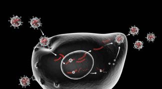 Картинка по теме - как лечить вирус