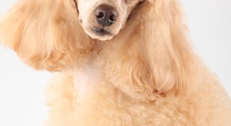 Картинка по теме - как приучить собаку ходить в туалет