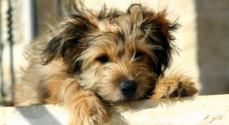 Картинка по теме - как делать прививку собаке