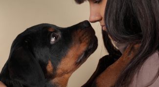 Картинка по теме - как выбрать собаку для квартиры