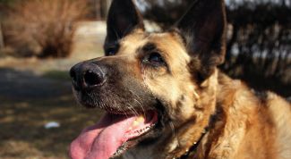 Картинка по теме - как поймать собаку