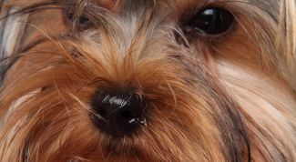 Картинка по теме - как поставить одно ухо собаке