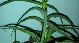 Картинка по теме - как поливать цветы в отпуске