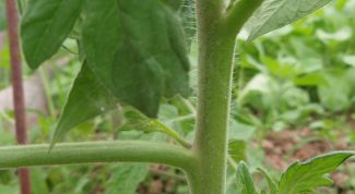 Картинка по теме - как прищипывать помидоры