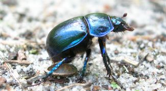 Картинка по теме - как поставить звук 