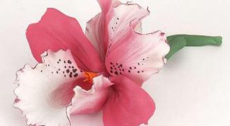 Картинка по теме - как рассадить орхидеи