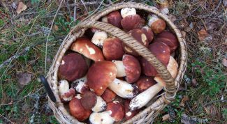 Картинка по теме - как правильно жарить грибы