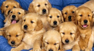 Картинка по теме - как отличить щенка