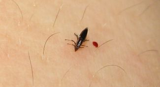 Картинка по теме - как вывести блох в квартире